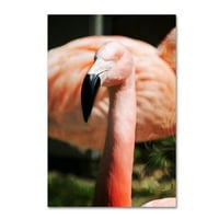 Zaštitni znak likovne umjetnosti' Pink Flamingo II ' platno Art Tina Lavoie
