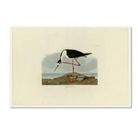 Zaštitni znak likovne umjetnosti 'nadupci od 328' Canvas Art Audubon