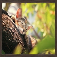 Mačić spava u drvetu-fotografija za štampu Fenjera