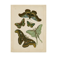 Zaštitni znak likovne umjetnosti' Antique Entomology II ' Canvas Art by Vision Studio